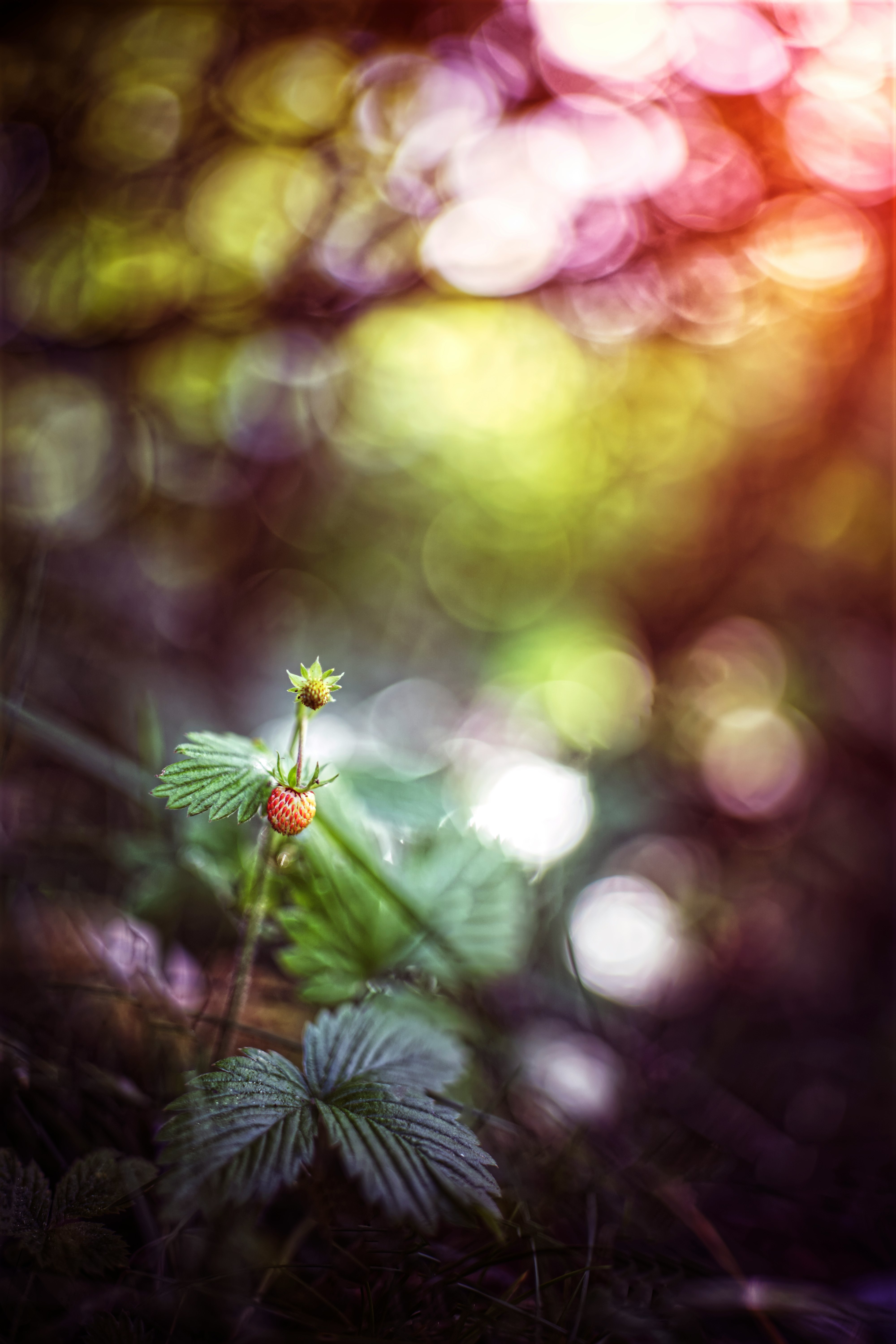 green plant in tilt shift lens